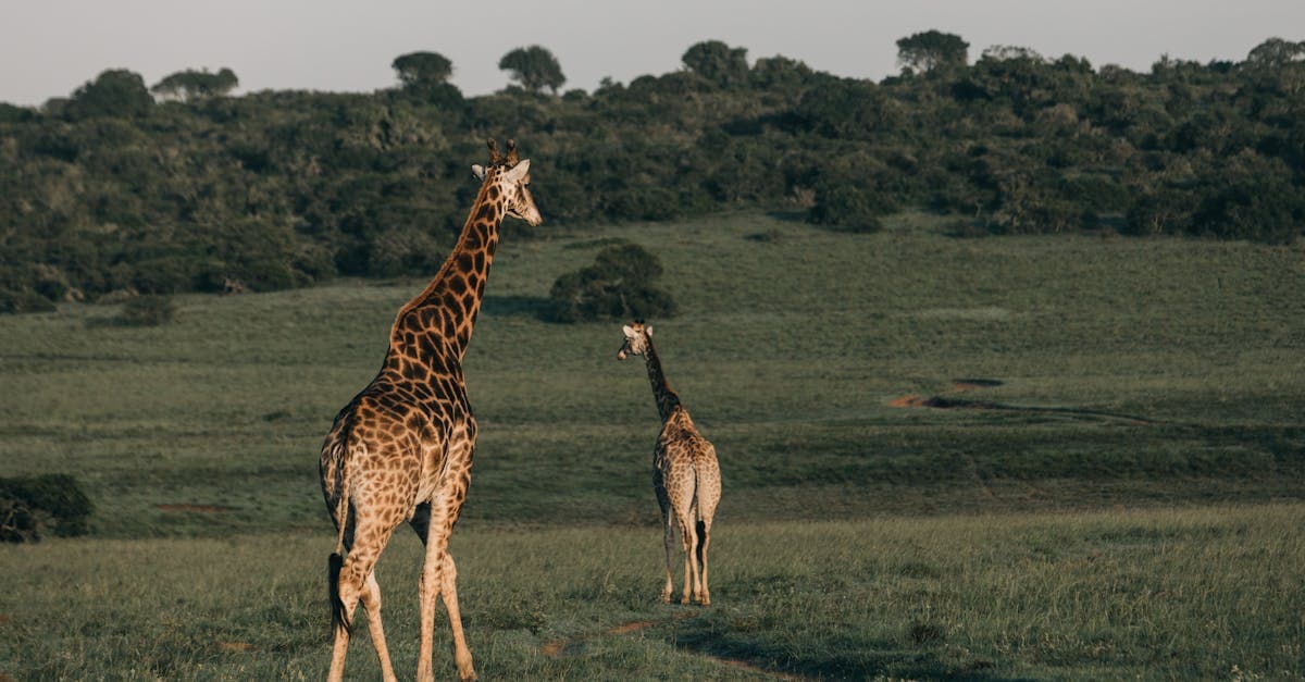 Cover image for Embark on the Ultimate Journey: Exclusive African Safari Packages Await