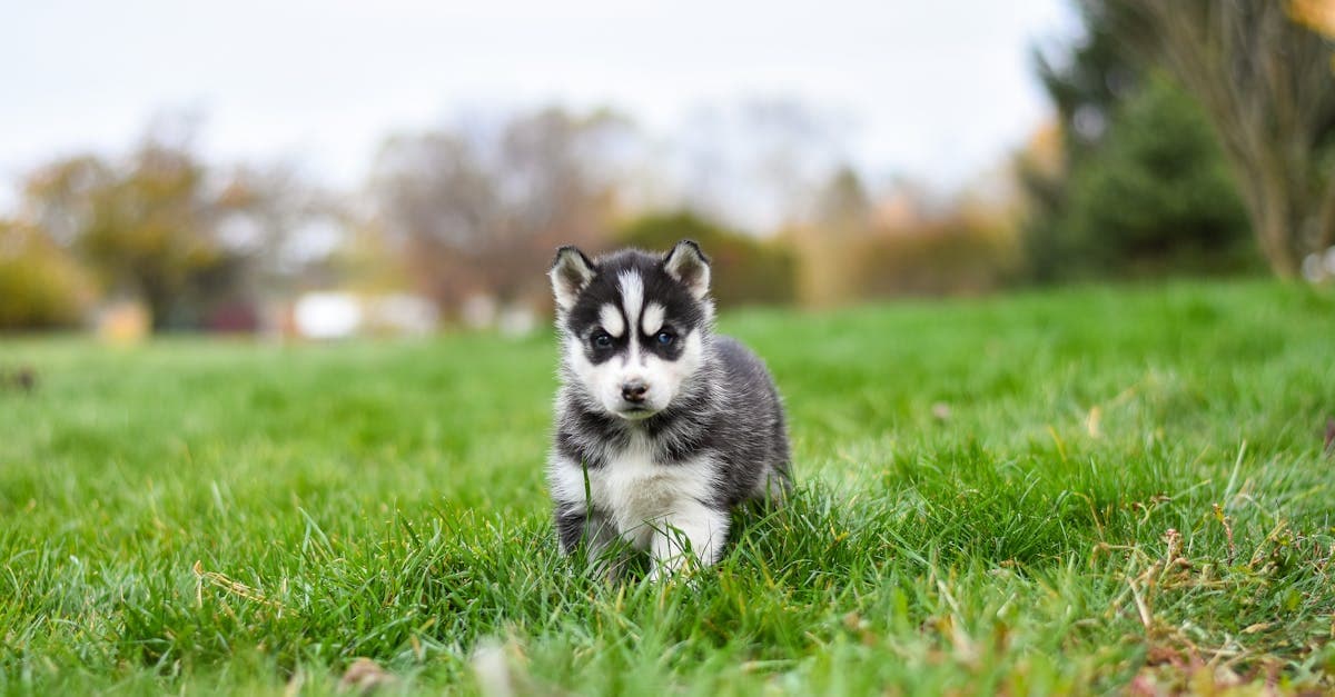 Cover image for Fetch Your Future: Unleashing Opportunities in Dog Walking Careers