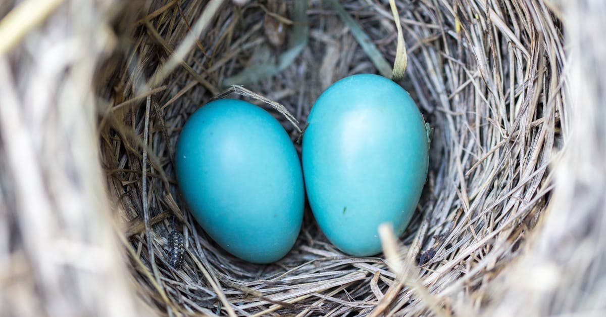 Cover image for The Gift of Life: A Comprehensive Guide to Egg Donation Programs
