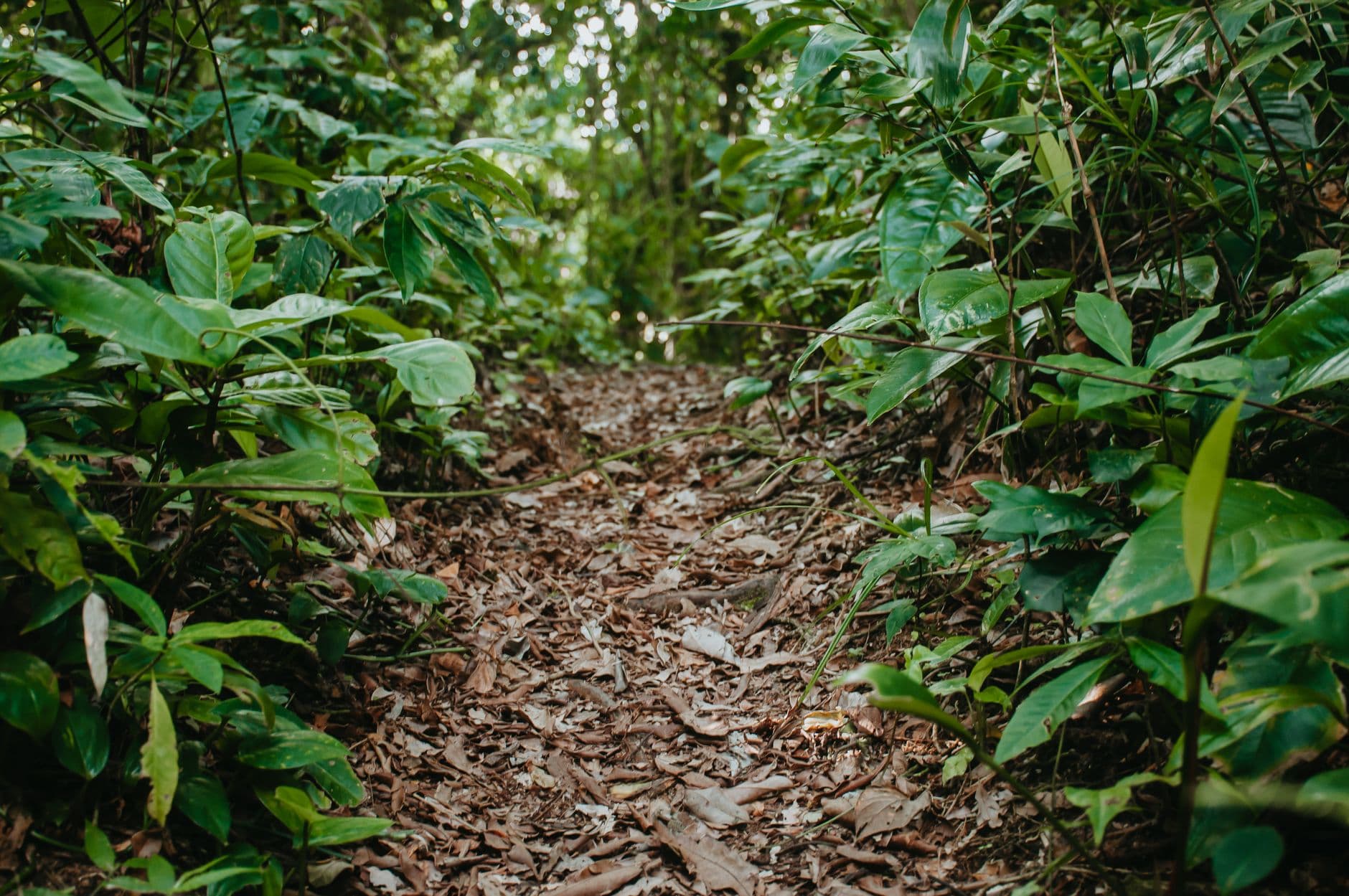 Cover image for Leave No Trace Hiking: Simple Strategies for Casual Day Hikers