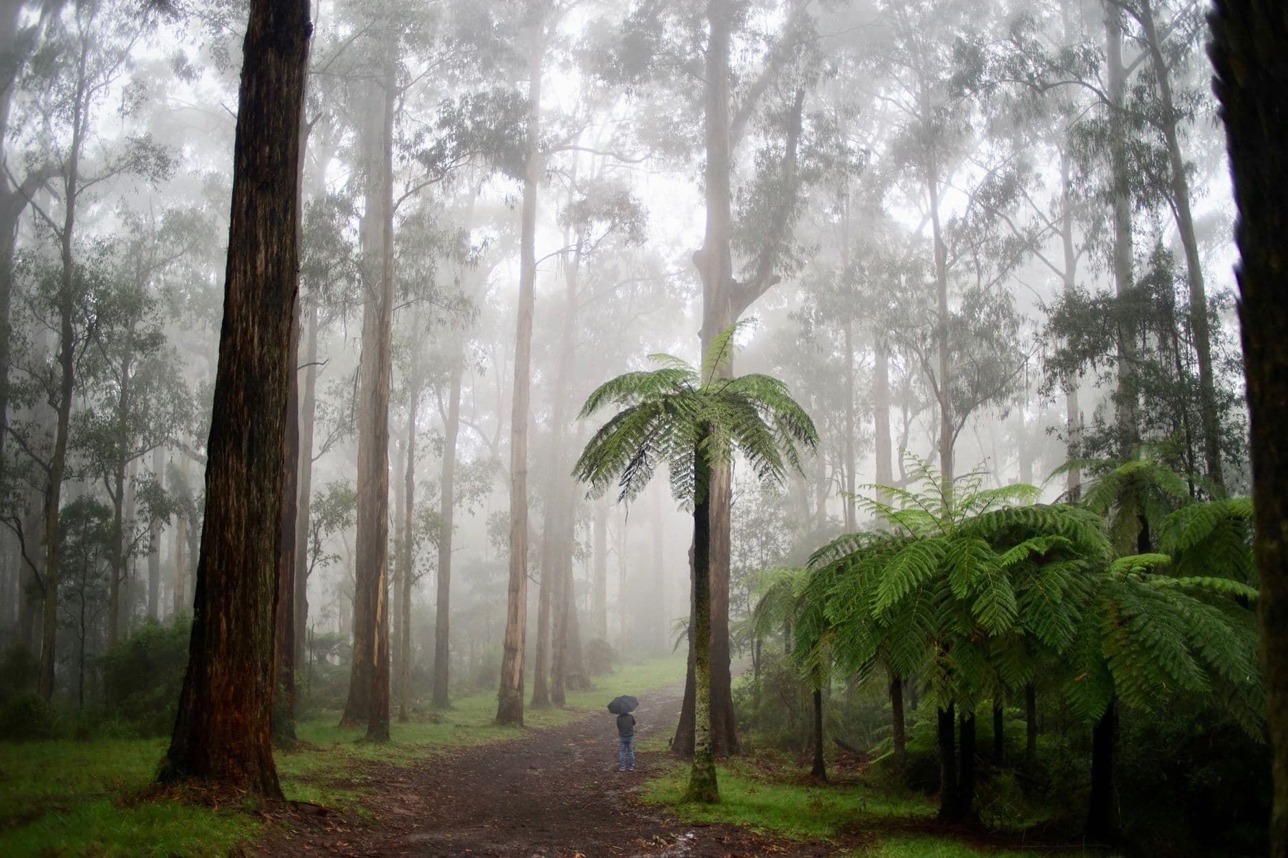 Cover image for How Rain Changes Trail Conditions and When to Turn Back