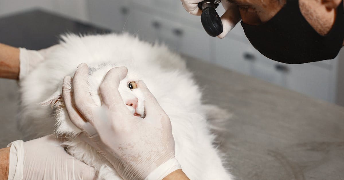 Cover image for Vet Care Excellence: Ensuring Your Furry Friends' Health and Happiness