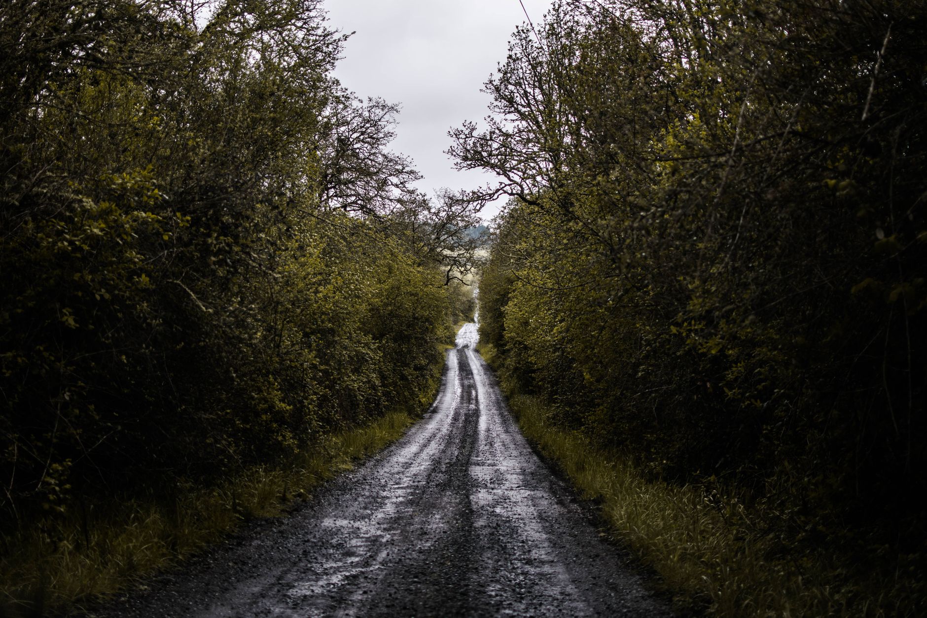 A serene dirt road lined with lush greenery creates a peaceful natural pathway.